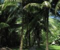 allée de palmier sur Coco Island
